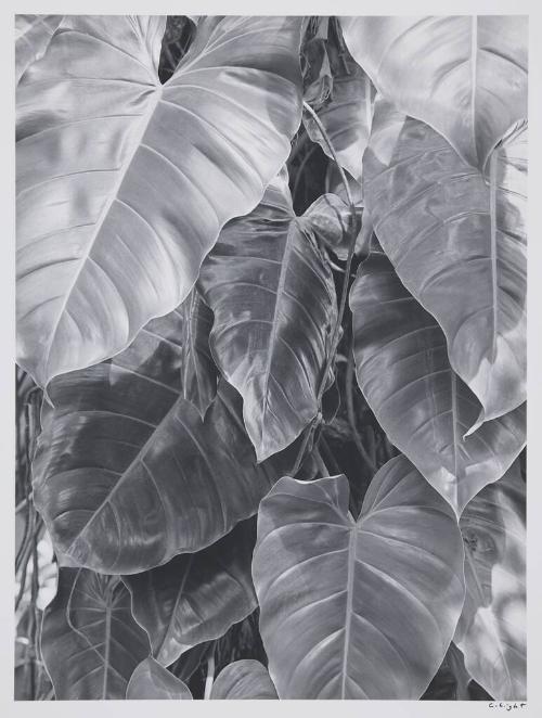 Leaves, Selby Gardens, Sarasota, Florida