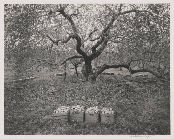 Old Greening Apple Tree, Locus Grove Fruit Farm, Milton, New York