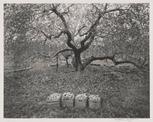 Old Greening Apple Tree, Locus Grove Fruit Farm, Milton, New York