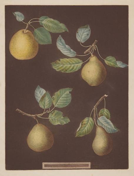 Bergamot de Chantilly