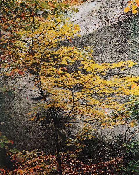 Maple Sapling and Rock, Passaconaway, NH