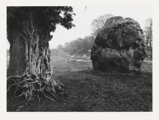 Stone and Tree, Avebury, England 1967