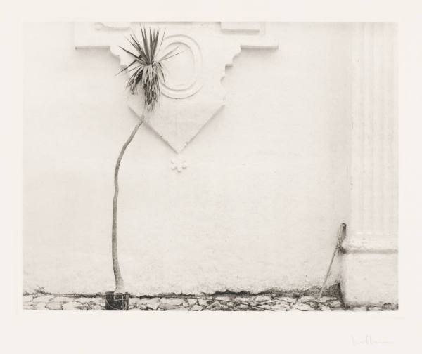 Old Mexico: Palm Plant and Broom, San Cristobal, Las Casas