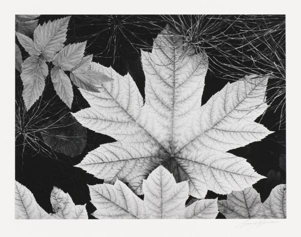 Leaf, Glacier Bay National Monument, Alaska