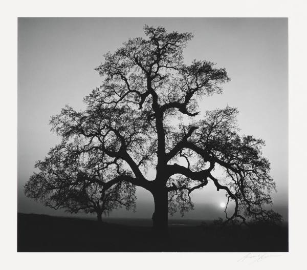 Oak Tree, Sunset City, Sierra Foothills, California