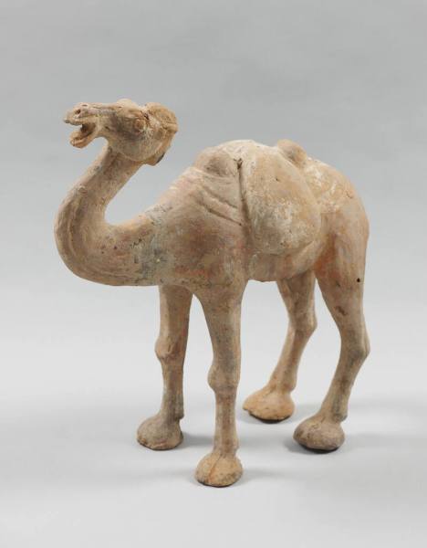 Camel