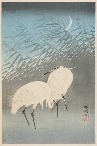 White Herons in the Moonlight