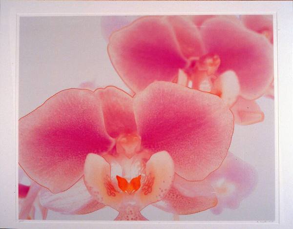 Pink Orchids