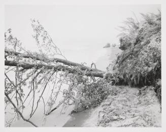Fallen Tree, Lake Shore, Covert Township