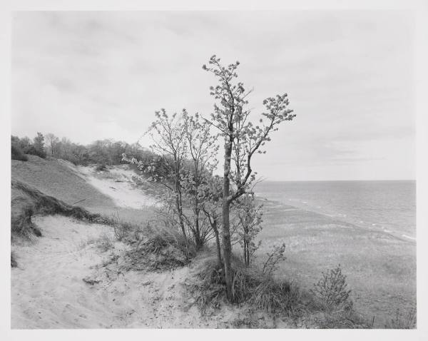 Trees and Lake Shore, Palisades