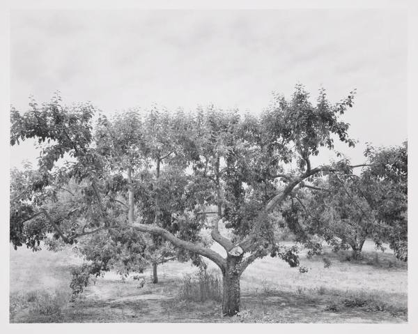 Cherry Tree and Orchard, Near Hart, Michigan