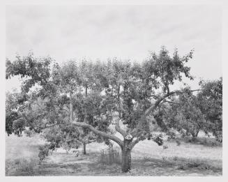 Cherry Tree and Orchard, Near Hart, Michigan