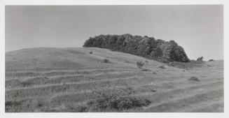 Hillside with Stand of Trees, Near Ludington, Michigan