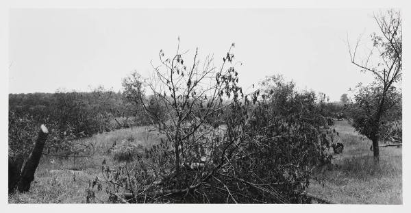 Cut and Cleared Orchard